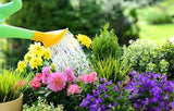 Watering vibrant flowers and greenery with multi purpose liquid plant food concentrate for healthy growth