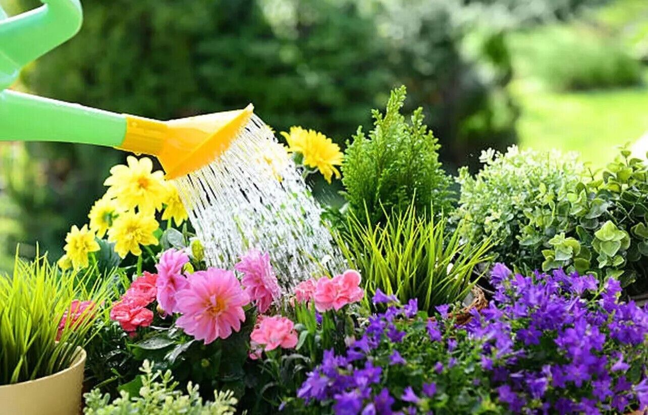 Watering vibrant flowers and greenery with multi purpose liquid plant food for healthy growth